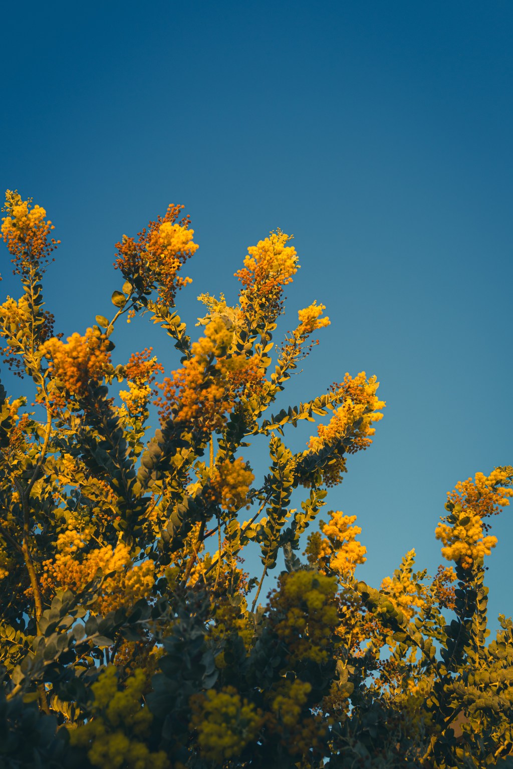 Acacia in Bloom