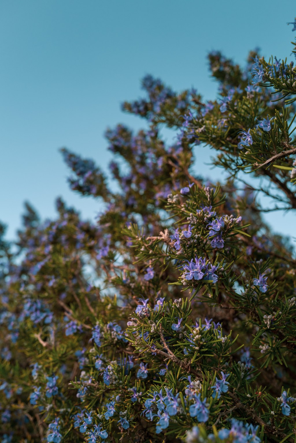 Rosemary Blooms