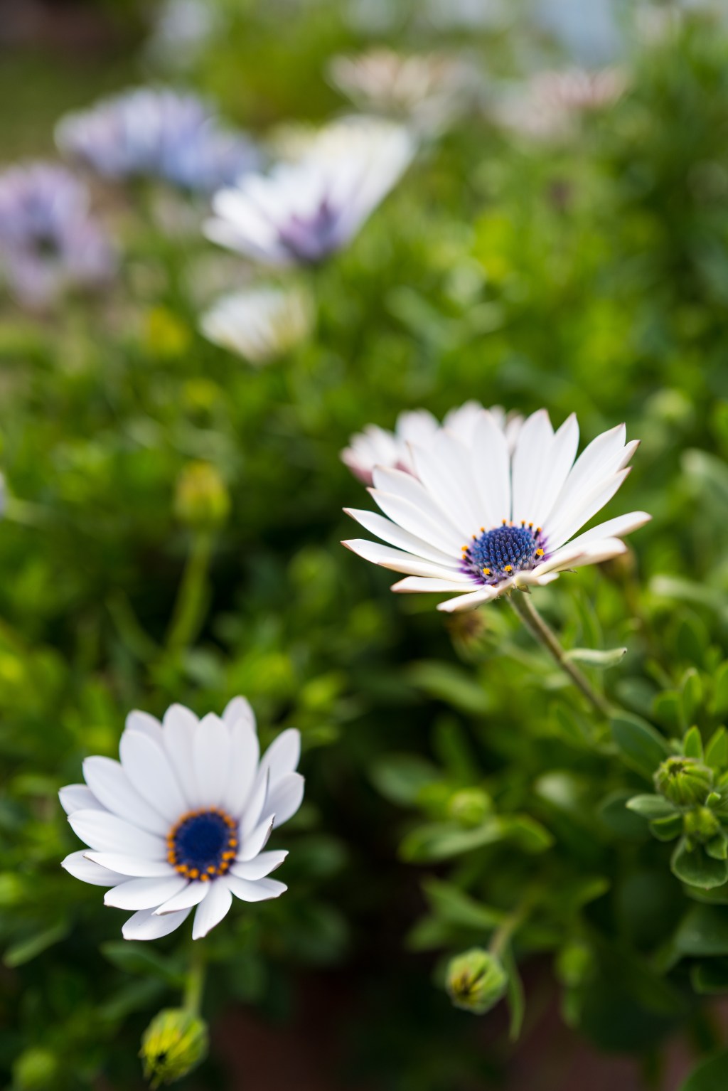 African Daisies