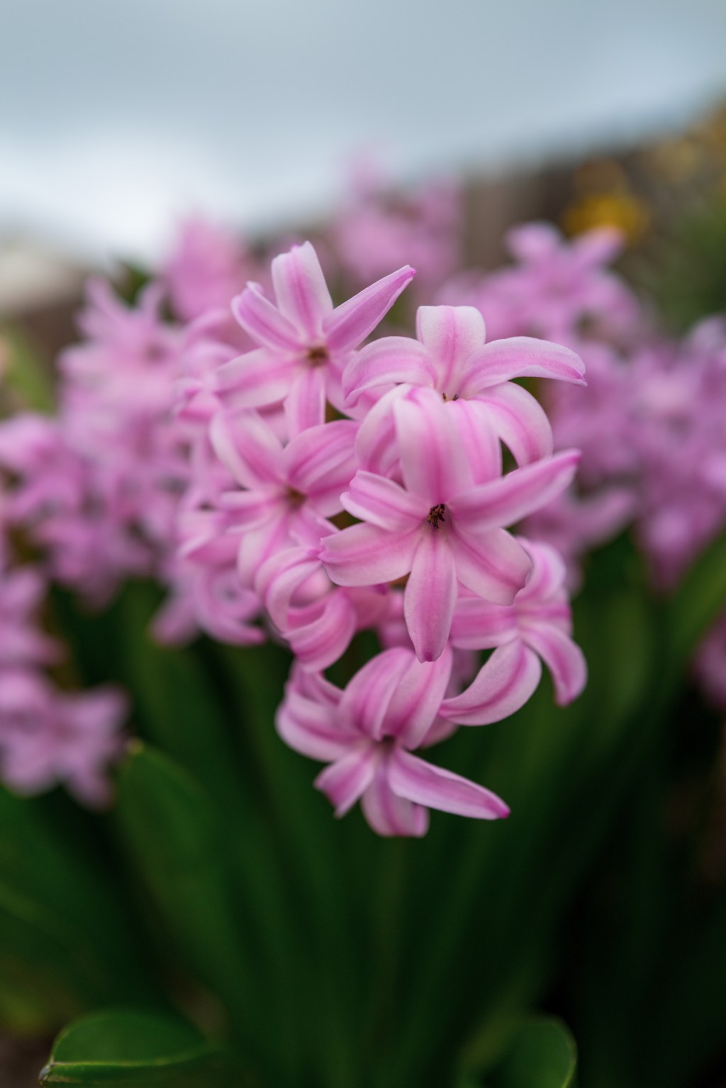 Pink Hyacinth Blooms