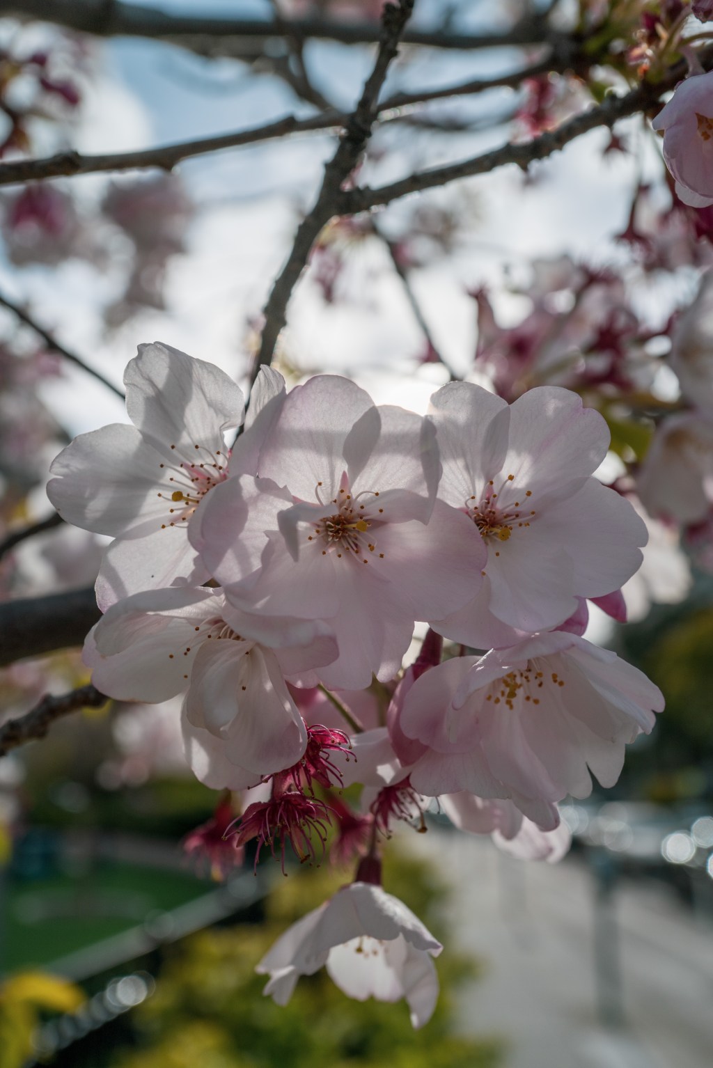 Urban Sakura
