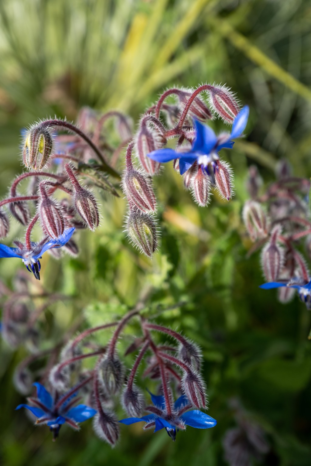 Stages of Starflower&nbsp;Bloom