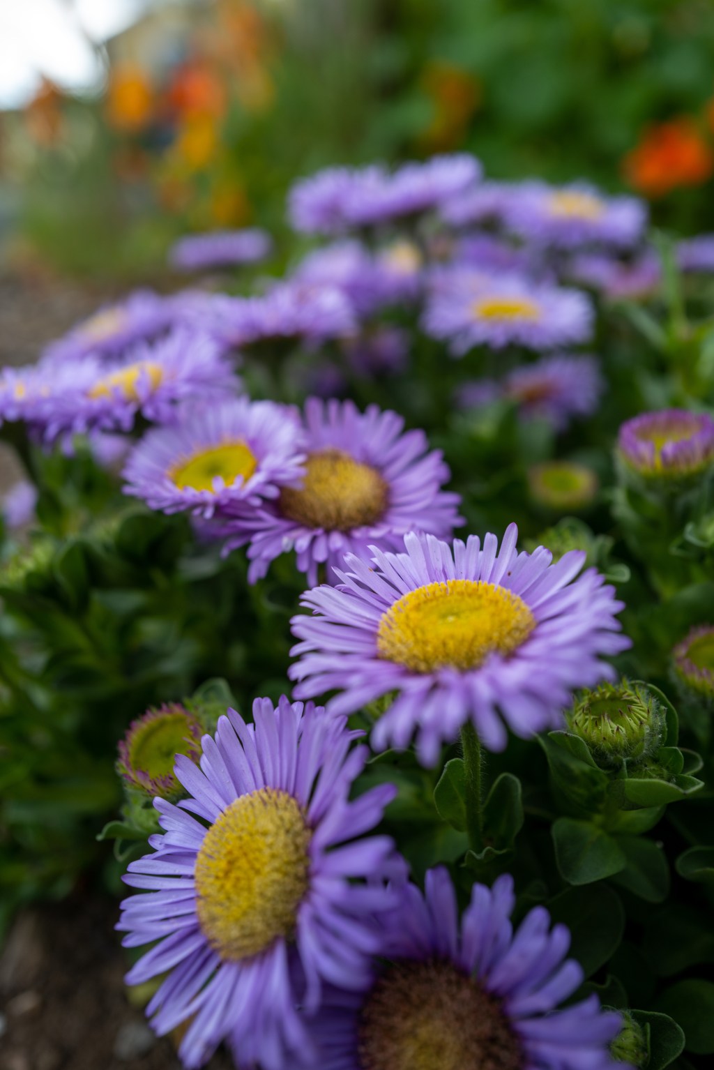 Seaside Daisies