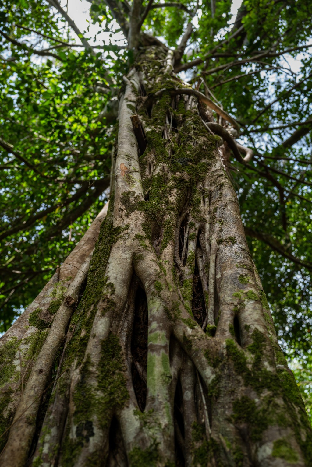 Strangler Fig