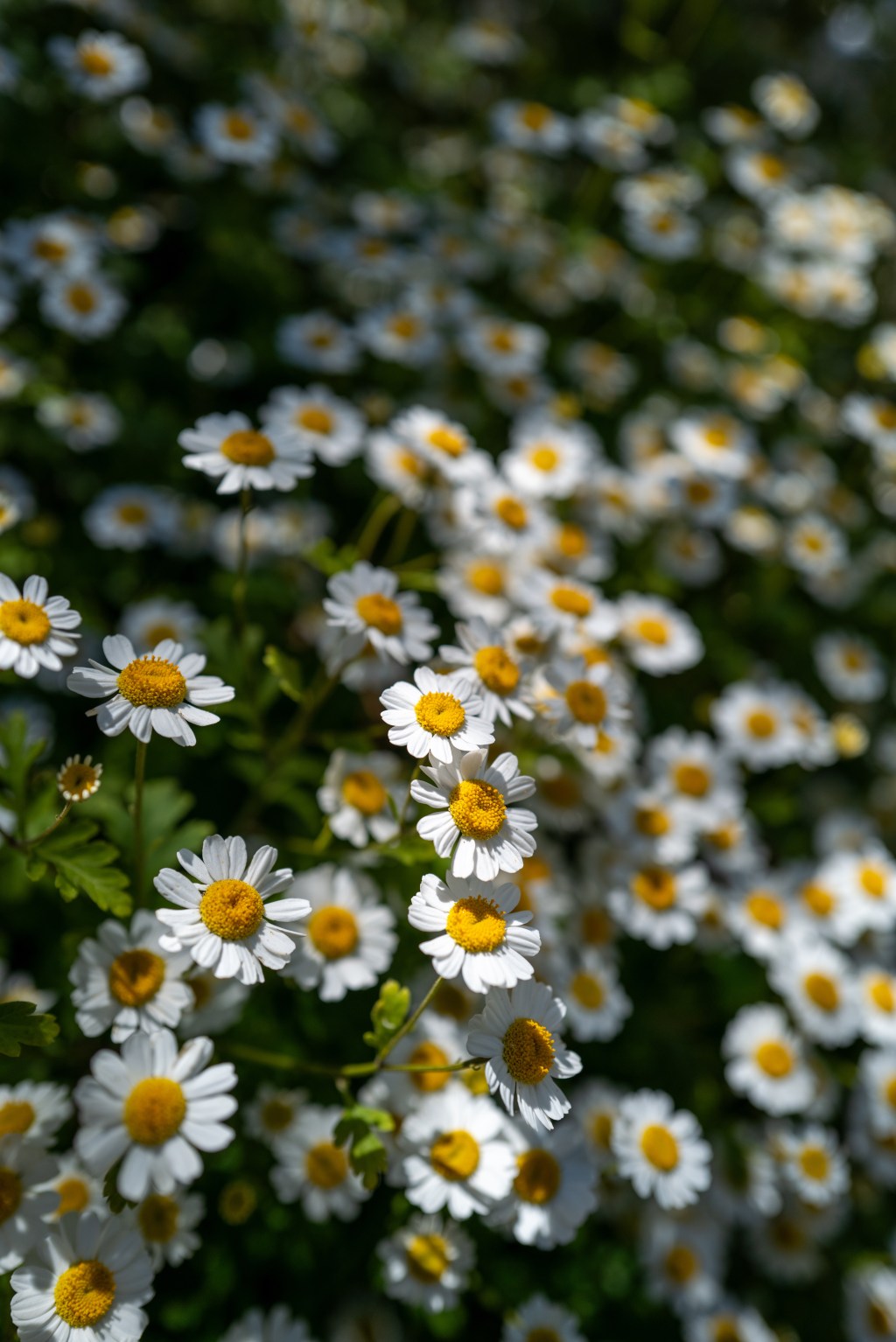 Feverfew