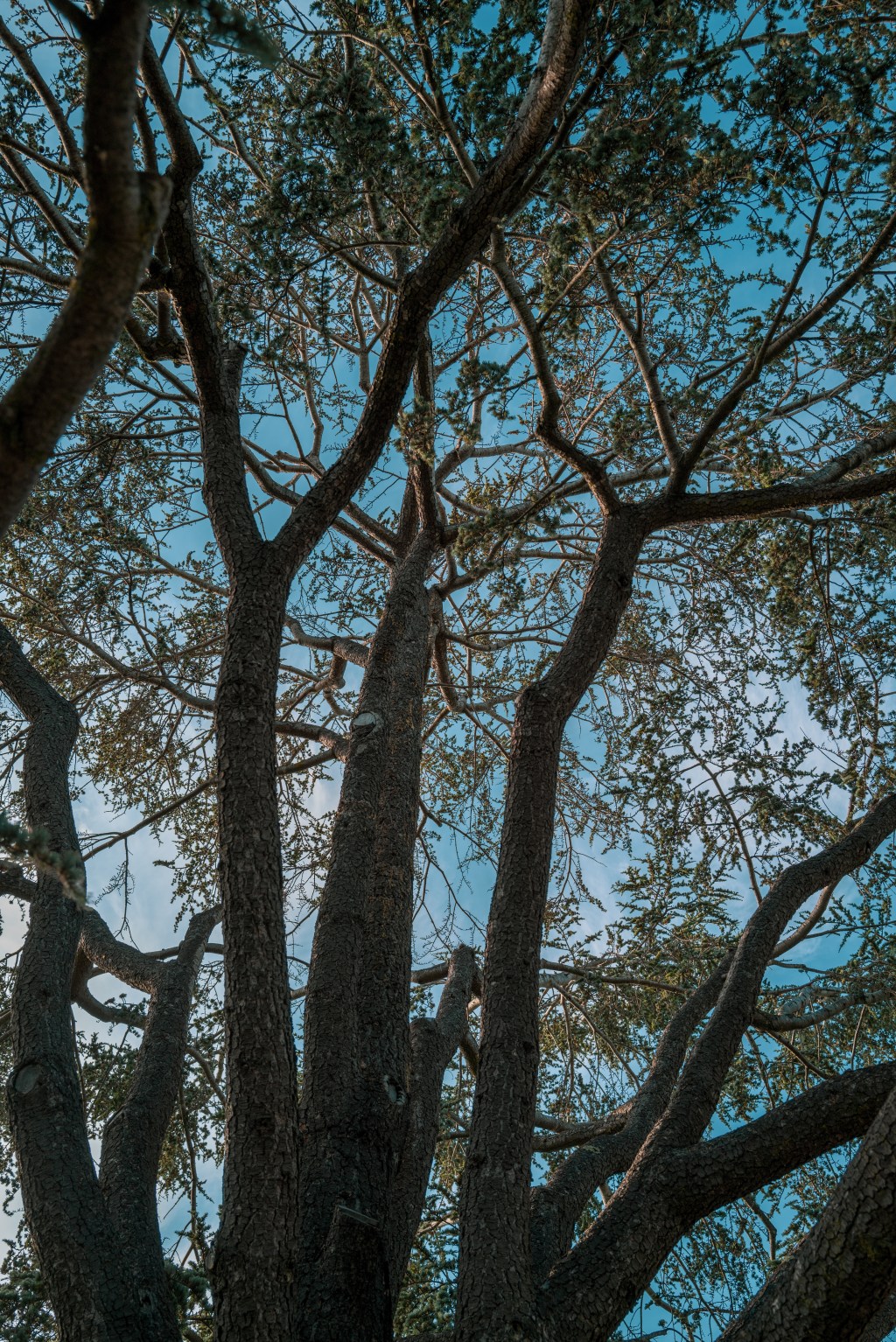 Underneath the Canopy