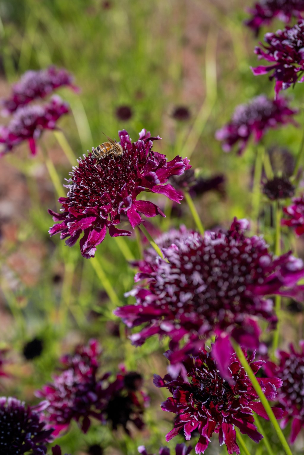 Pincushion Pollinator