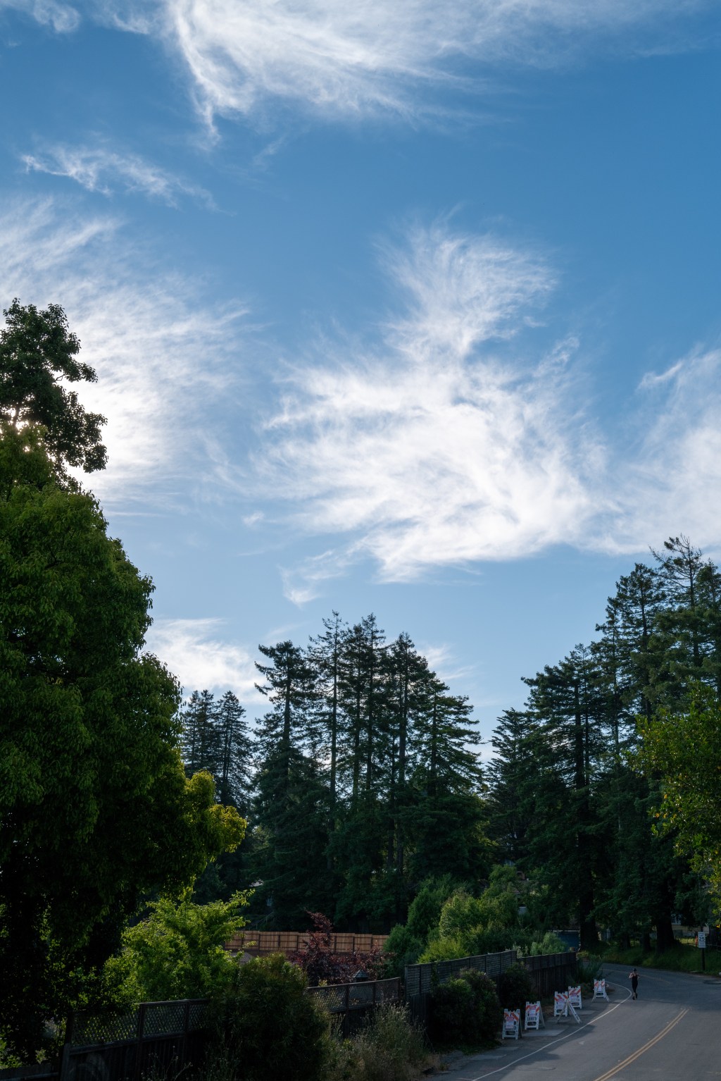 Pondering Wildcat In the&nbsp;Morning