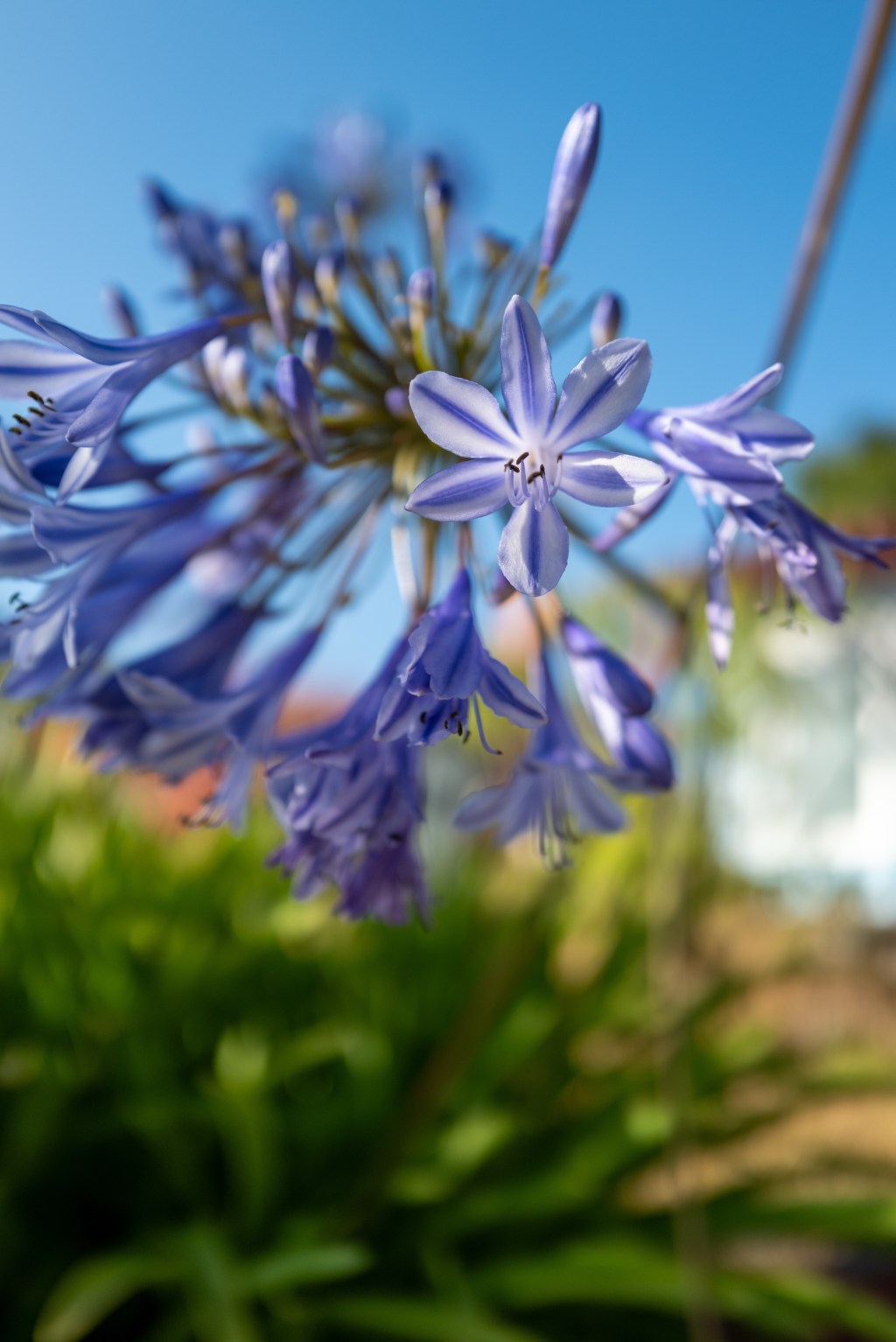 Lily of the&nbsp;Nile